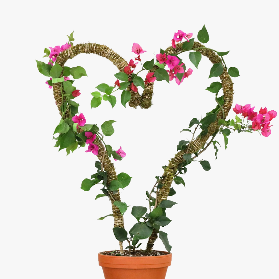 Bendable Moss Pole™ THIN - 3 pack