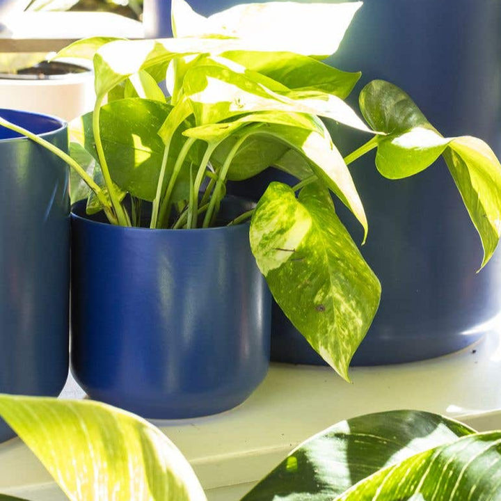 Kendall Pot - Blue - 4"