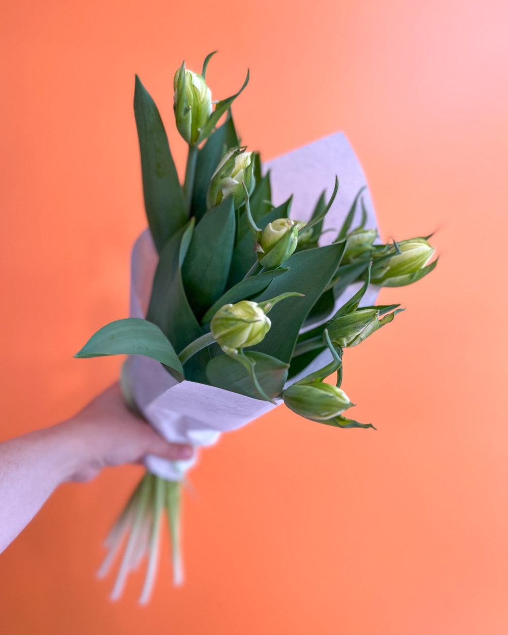 Meaford Grown Tulips