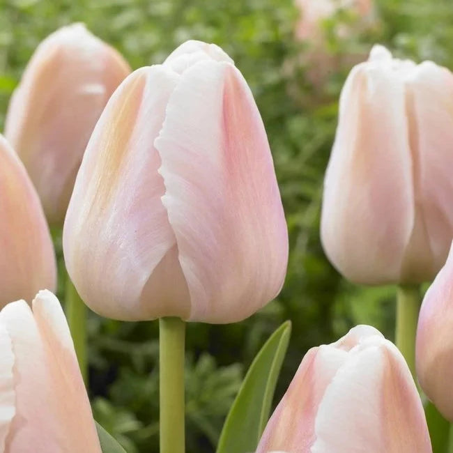 Meaford Grown Tulips
