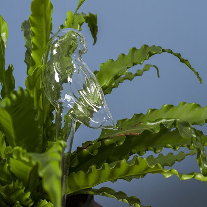 Glass Watering Tube - Bird