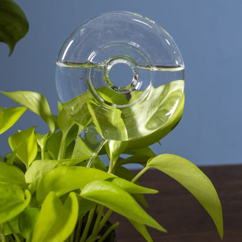 Glass Watering Tube - Circle