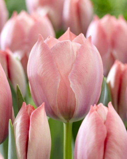Meaford Grown Tulips