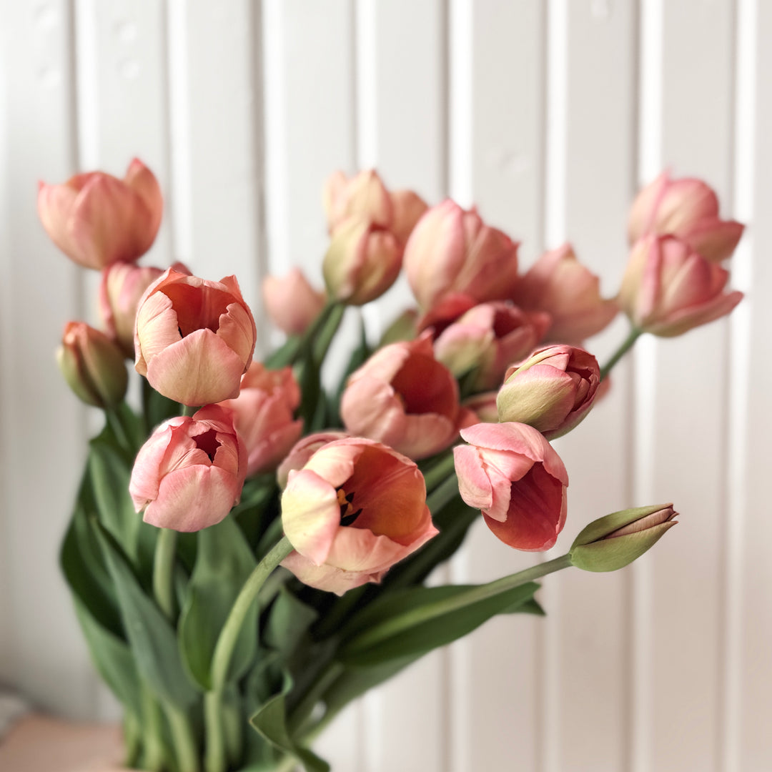 Spring Tulip Subscription | Locally Grown in Meaford