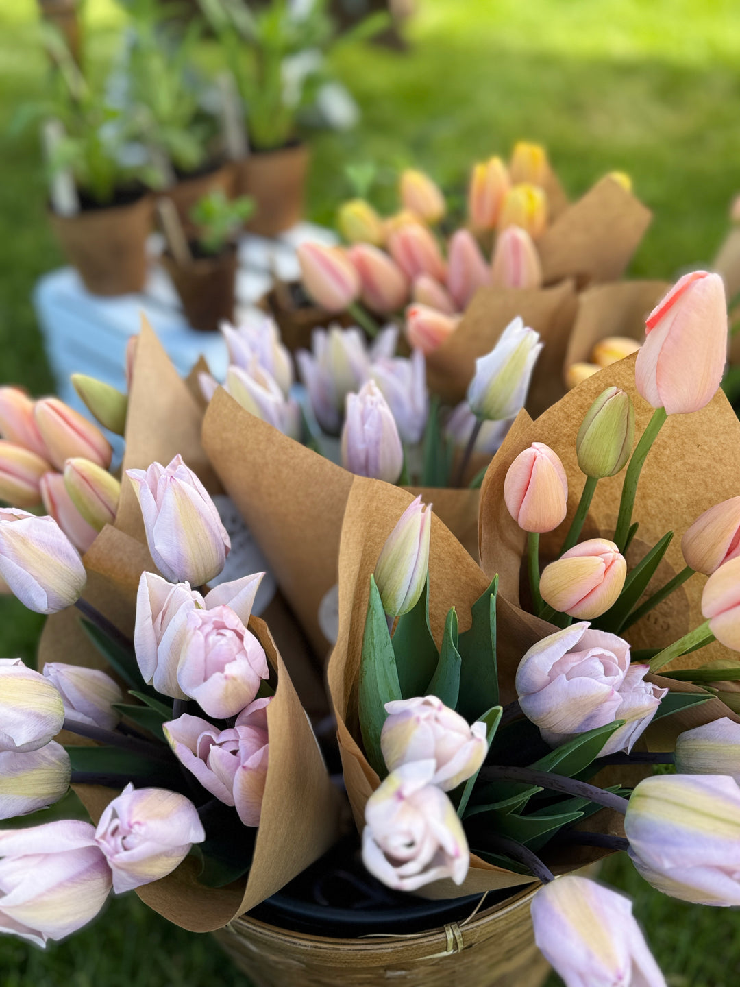 Spring Tulip Subscription | Locally Grown in Meaford