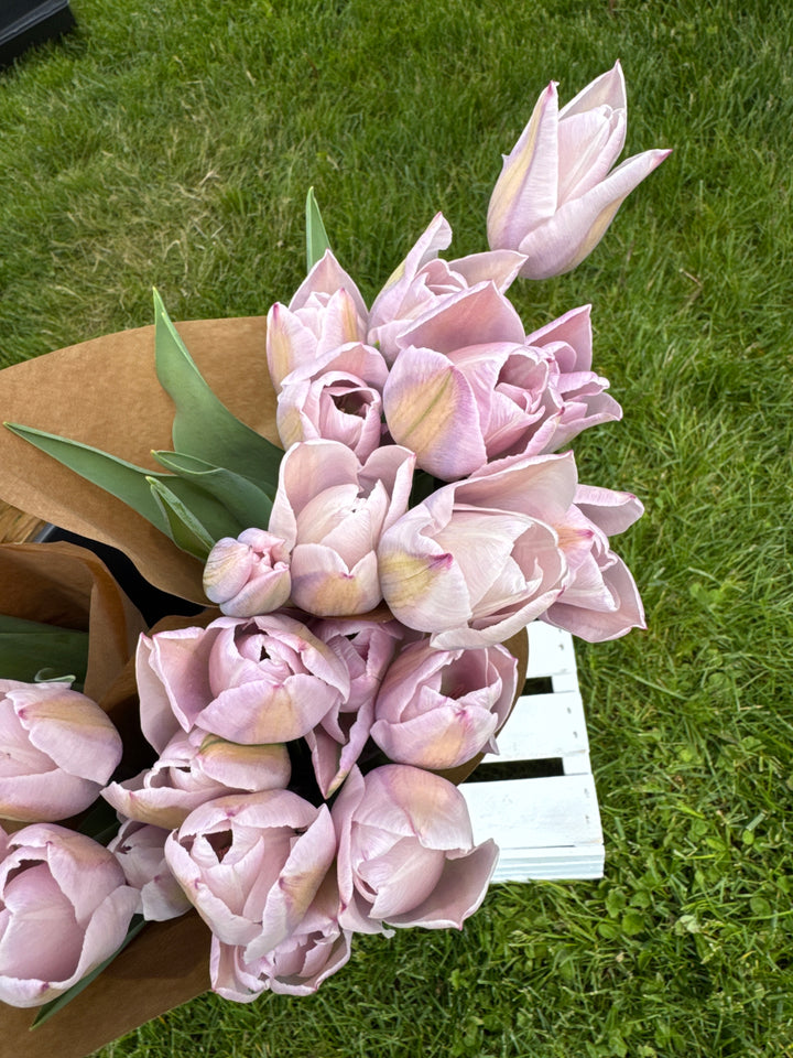 Spring Tulip Subscription | Locally Grown in Meaford