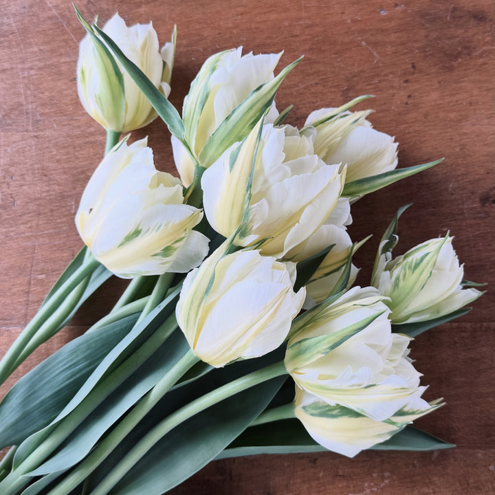 Spring Tulip Subscription | Locally Grown in Meaford